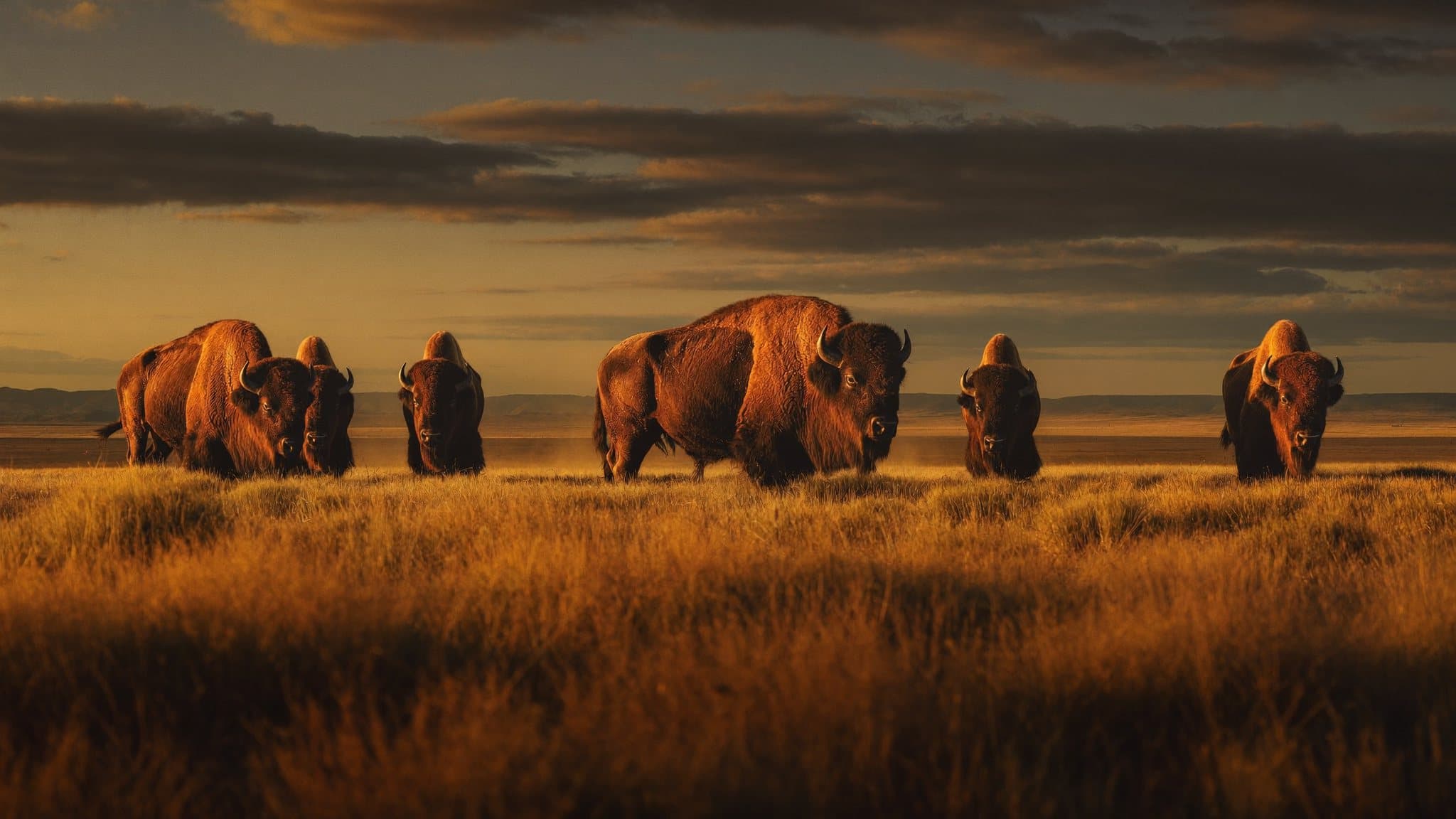 Manada de bisontes al atardecer